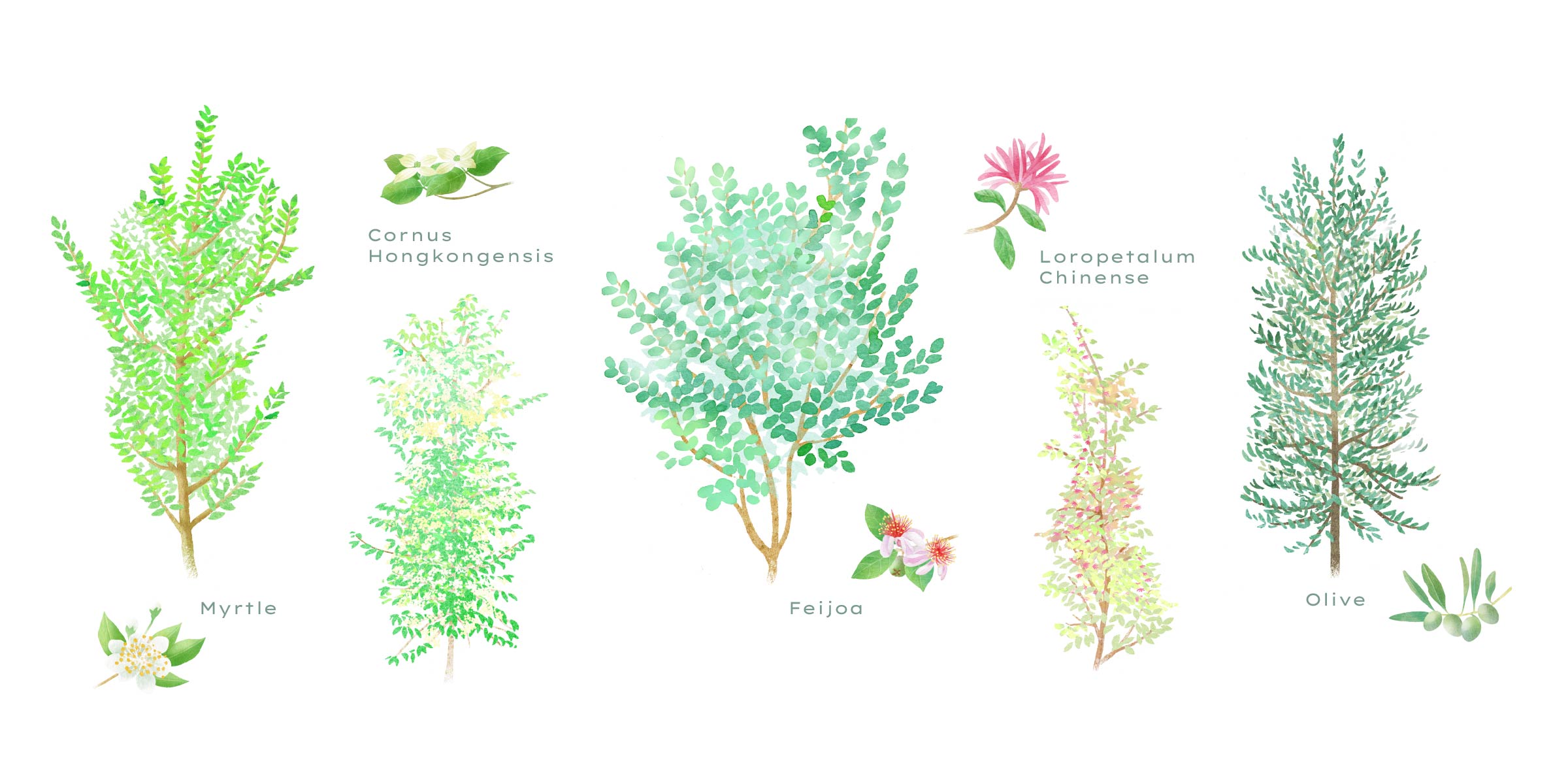 天神山須藤園の植木図鑑／オリーブ、フェイジョア、トキワマンサクや、在来種のシラカシやアラカシなどのイメージ